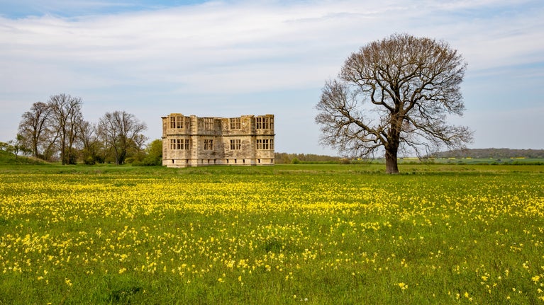 Yellow cowslips in front of unfinished lodge